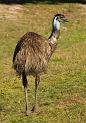 emu 2